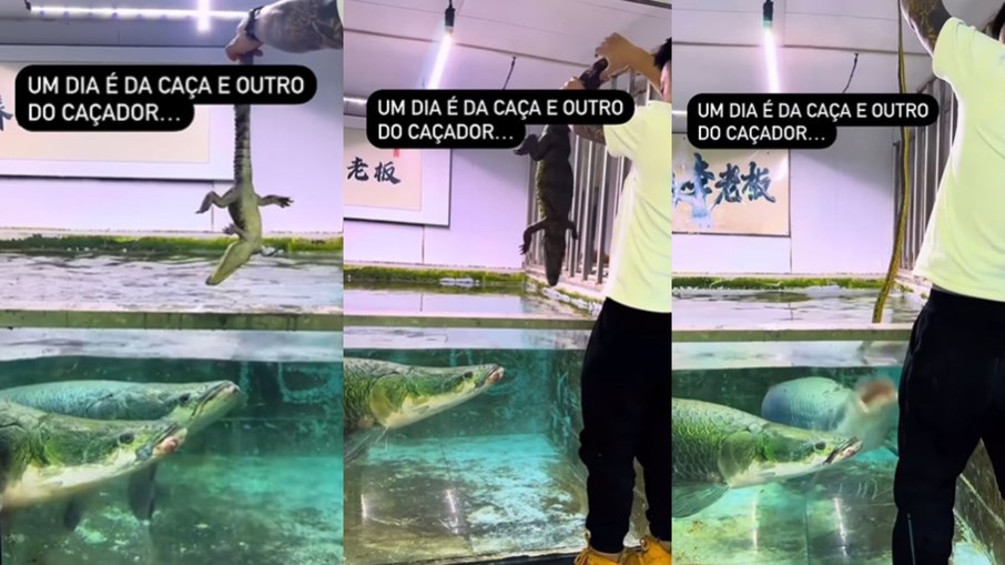 Vídeo mostra criador alimentando pirarucu Vídeo mostra criador alimentando pirarucu