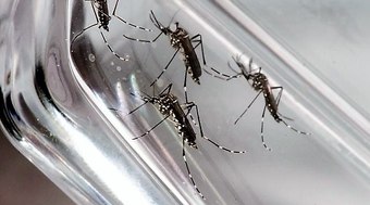 Brasil tem 82% dos casos de dengue do mundo, alerta OMS