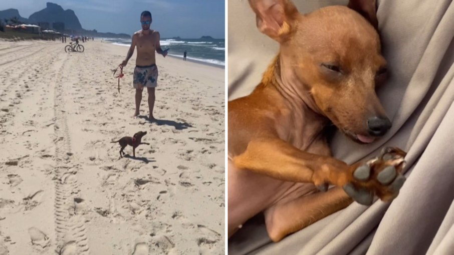 Cachorrinha aproveita dia na praia e termina passeio exausta