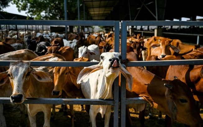 O esterco das vacas da Índia, sagrado para muitos no país de maioria hindu, está sendo usado para impulsionar um movimento em direção ao combustível de biogás