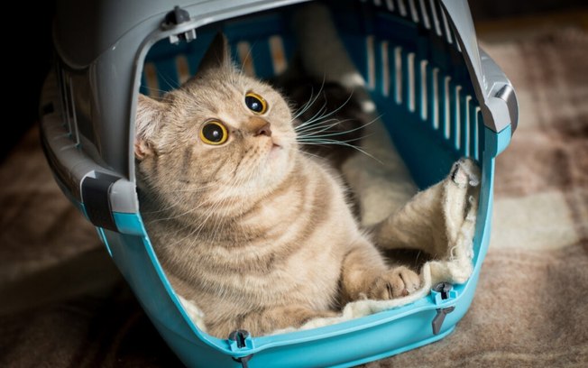 8 dicas para escolher a caixa de transporte para o gato