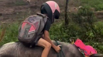 Garoto%20impressiona%20ao%20voltar%20da%20escola%20montado%20em%20porco