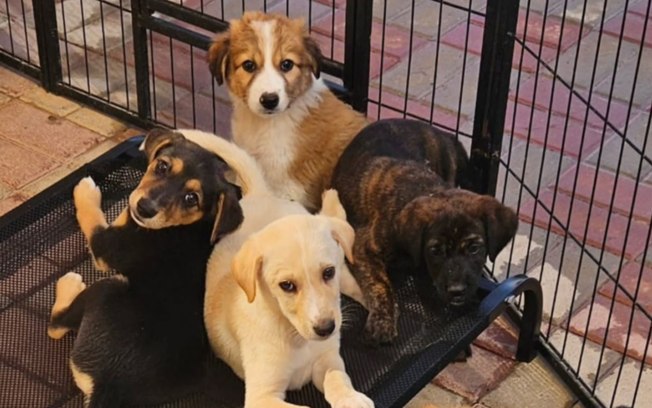 Pets são abandonados em Dubai durante conflito no Oriente Médio 705alpxodwe5y1nzdgv1v7o15