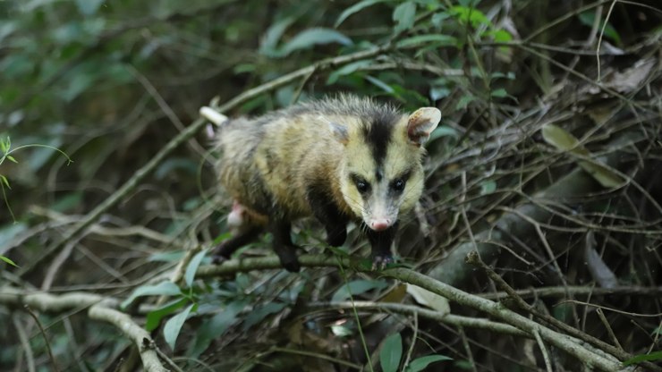 Associação Mata Ciliar recebe moção de apoio da Câmara de Vinhedo
