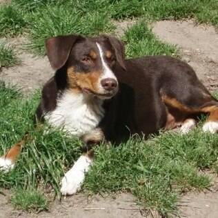 Austrian Pinscher - undefined