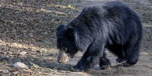 Ataque de urso-beiçudo mata três irmãos em vila da Índia