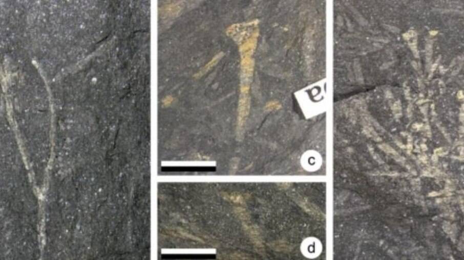 Fósseis de plantas encontrados na Formação Baviaanskloof, na África do Sul