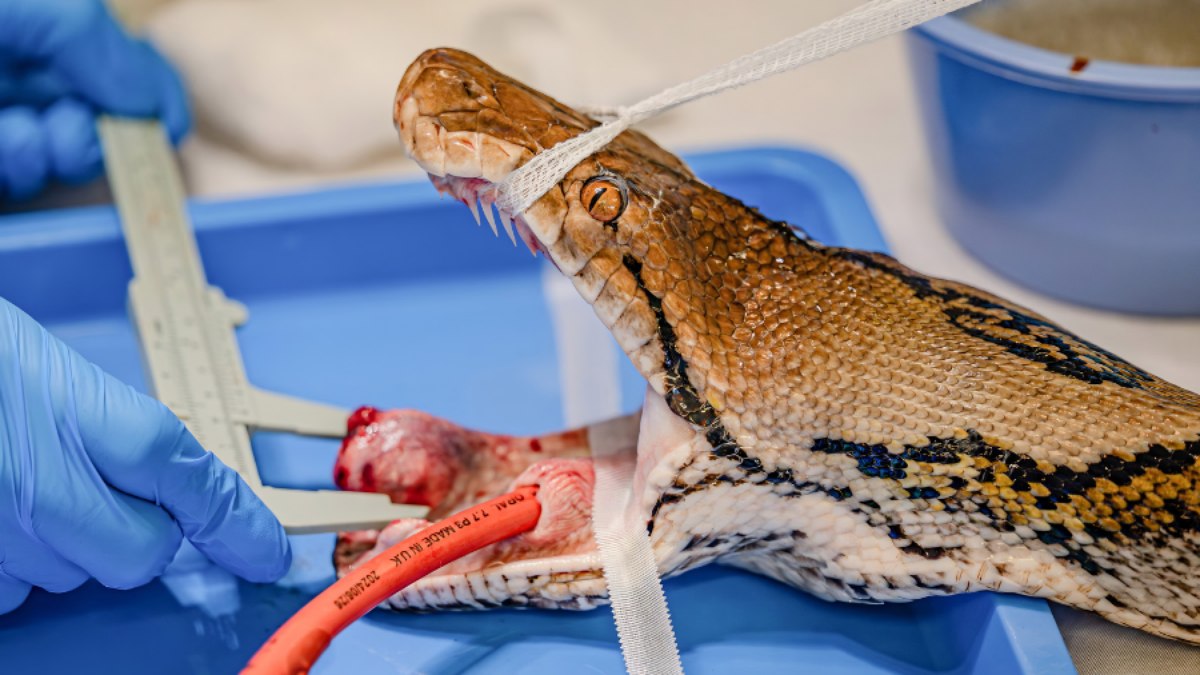 Zoólogos curam câncer de cobra gigante com quimioterapia inédita - QTU Questões do Universo