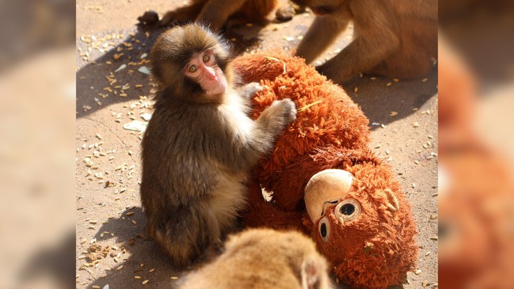 Filhote de macaco acha conforto em pelúcia após ser abandonado