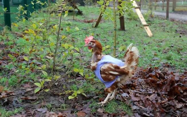 As galinhas estão sendo muito bem tratadas e adorando a mudança de vida 