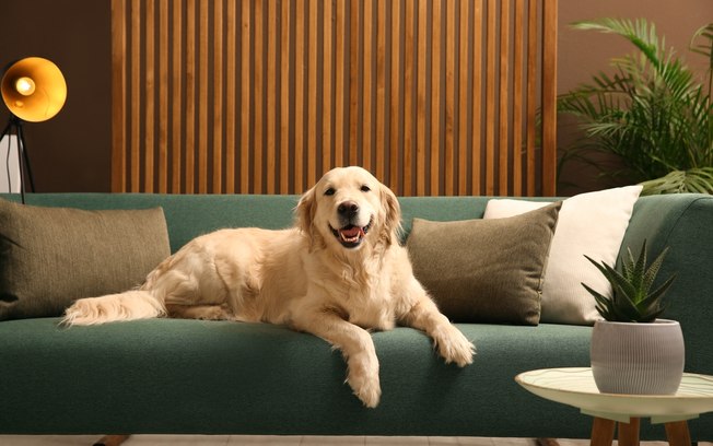 Plataforma online facilita a busca por imóveis pets