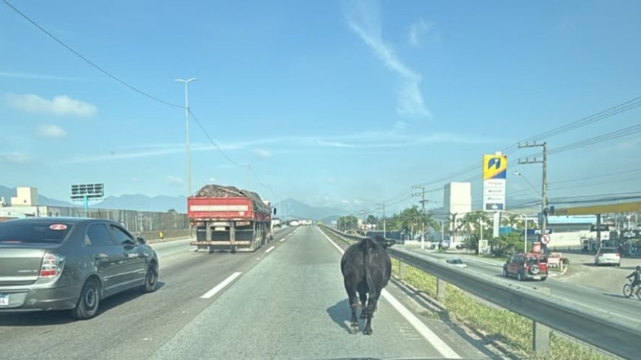 Boi para trânsito na BR-101 em SC; veja o vídeo Boi para trânsito na BR-101 em SC; veja o vídeo