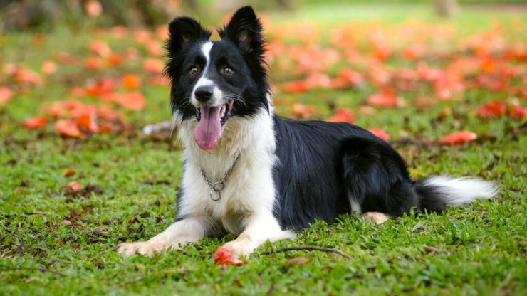Border Collie - Raças de Cães Médios - Cão Nosso - Creche Canina