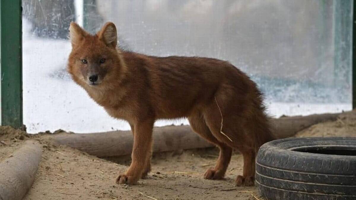 Dois lobos vermelhos fugiram do zoológico Feldman Ecopark, em Kharkiv, após um bombardeio quebrar o vidro de proteção