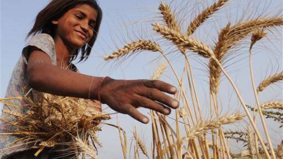Menina de dez anos trabalha na colheita de trigo em Amritsar, na Índia; Punjab é o maior Estado produtor de trigo