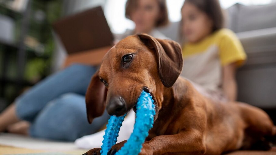 Cachorro precisa brincar todo dia? Estudo responde Cachorro precisa brincar todo dia? Estudo responde