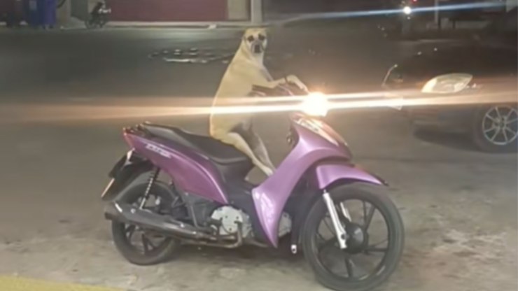 Caramelo espera em cima da moto enquanto tutora vai à farmácia