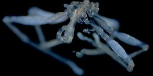 Cientistas acham aranha-do-mar com pernas peludas e três lábios