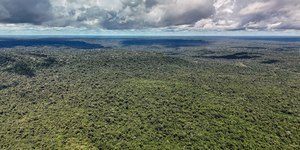 MapBiomas: Amazônia tem menor nível de desmatamento em 41 anos