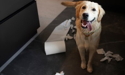 Como eliminar o cheiro de xixi do seu cãozinho com segurança
