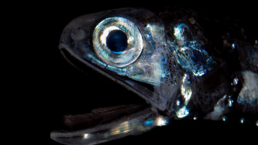 Peixe-lanterna na Zona da Meia-Noite