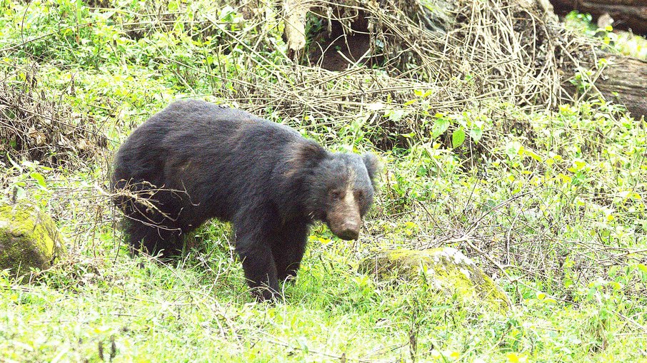 Urso-beiçudo aparenta ser inofensivo, mas é o urso mais reativo e perigoso da Índia: centenas de ataques acontecem todos os anos Urso-beiçudo aparenta ser inofensivo, mas é o urso mais reativo e perigoso da Índia: centenas de ataques acontecem todos os anos