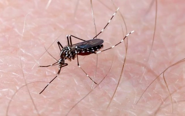 O que é dengue hemorrágica? Sintomas e tratamento