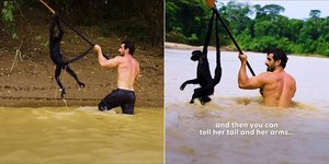 Naturalista pula em rio para salvar macaca-aranha de afogamento