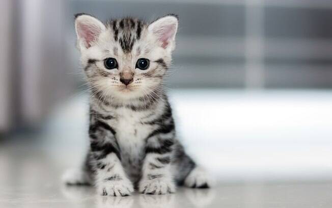 O gato filhote precisa de cuidados especiais com a alimentação