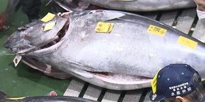 Atum gigante bate recorde e é vendido por R$ 17 milhões