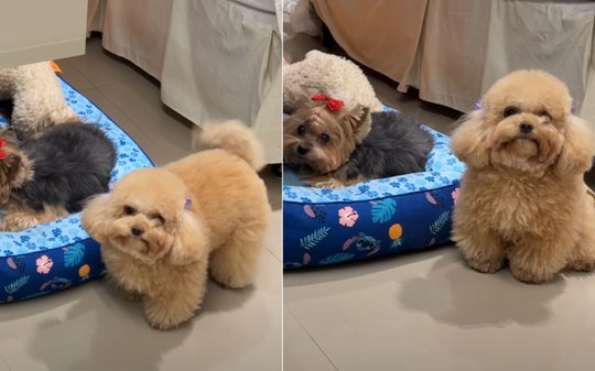 Poodle fica 'triste' ao descobrir que irmã não quer passear