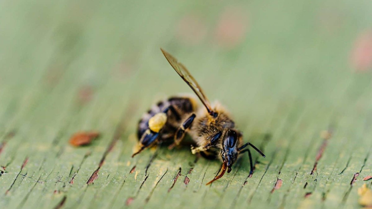 "Mosca zumbi" esvazia e mata abelhas por dentro