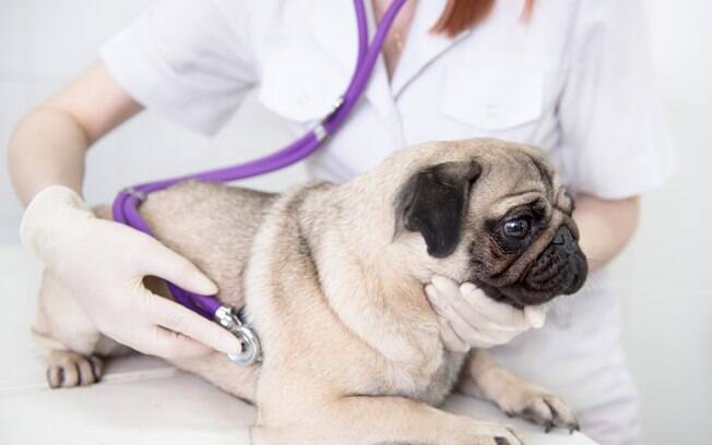 As causas da gastroenterite canina não são fáceis de detectar. Em geral, a ingestão de comida em mau estado e de plantas tóxicas são os principais responsáveis