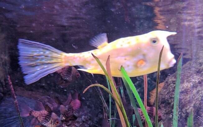 O peixe já chamou atenção pela sua semelhança com o presidente eleito