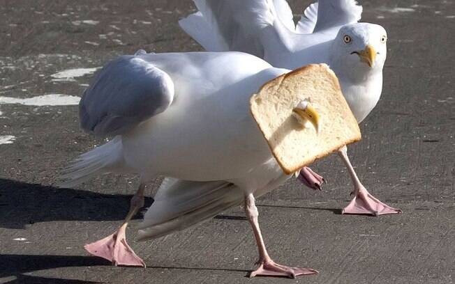 Durante uma briga por alimento, a gaivota acabou com o pão preso em seu bico