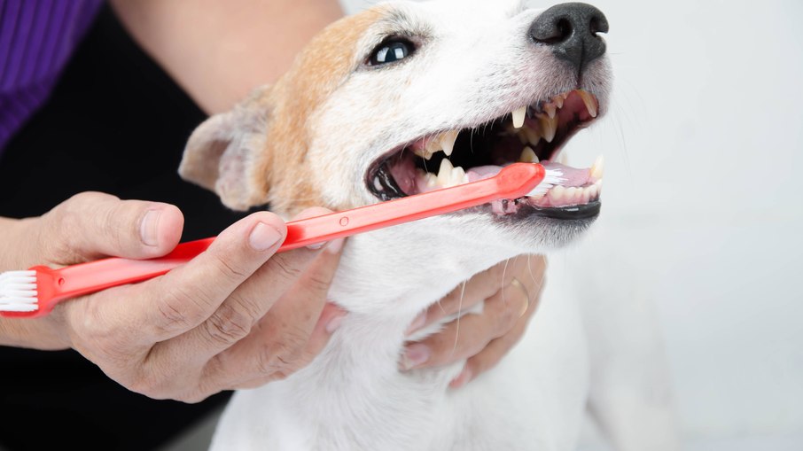 Existem no mercado escovas dentais próprias para cães e gatos