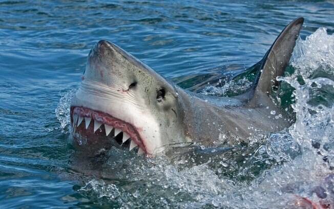 Ataques de tubarão são comuns na Austrália