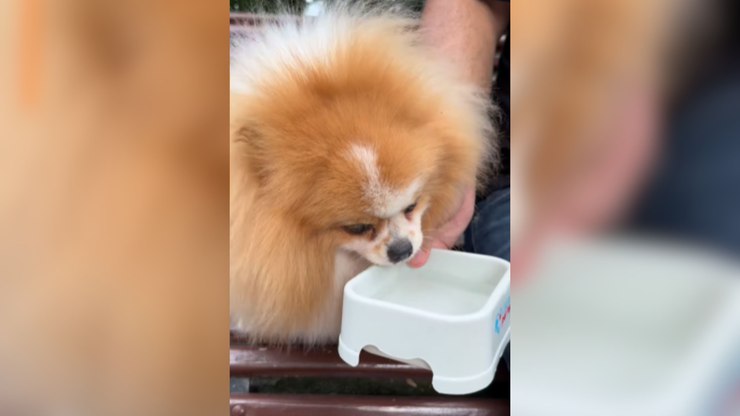 Confira 5 bebidas seguras para hidratar pets nos dias quentes