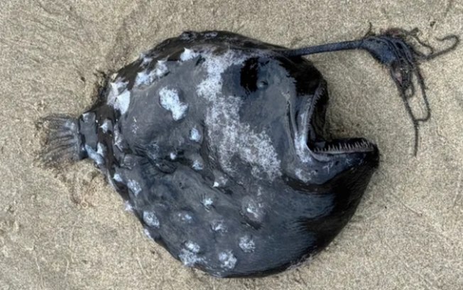 Fêmea de raríssimo peixe-futebol é achado em praia dos Estados Unidos