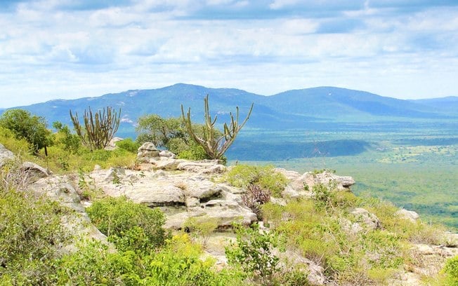 Caatinga é o bioma mais eficiente em captura de carbono