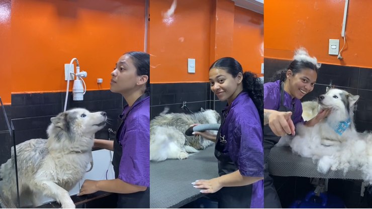 Banho de Husky é mais caro? Funcionária de pet shop revela o
motivo