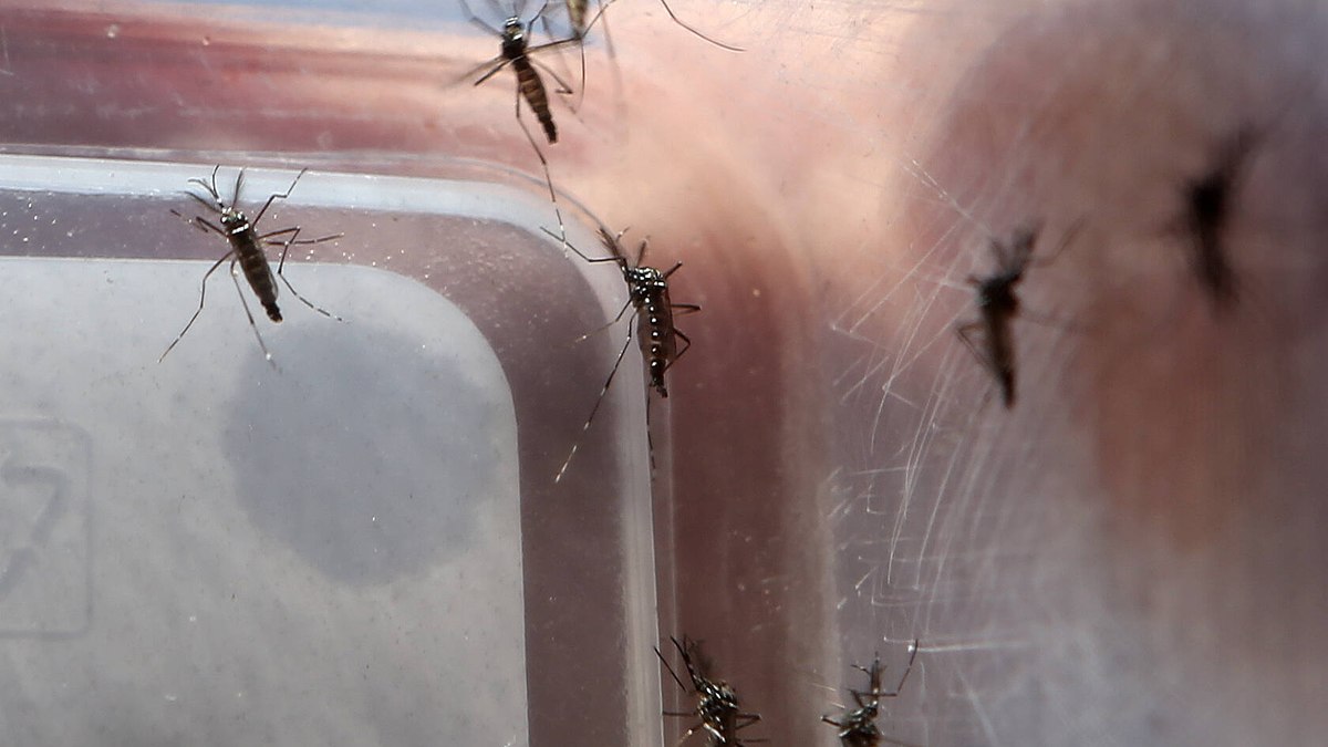 Anápolis inicia soltura de mosquitos com bactéria contra dengue