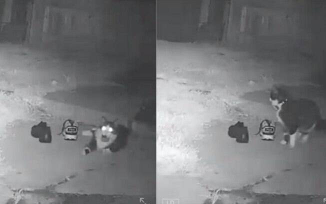 Imagens da câmera de segurança mostra o gato roubando os sapatos