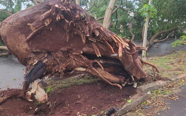Prefeitura retoma remoção de árvores caídas após temporal em Araraquara