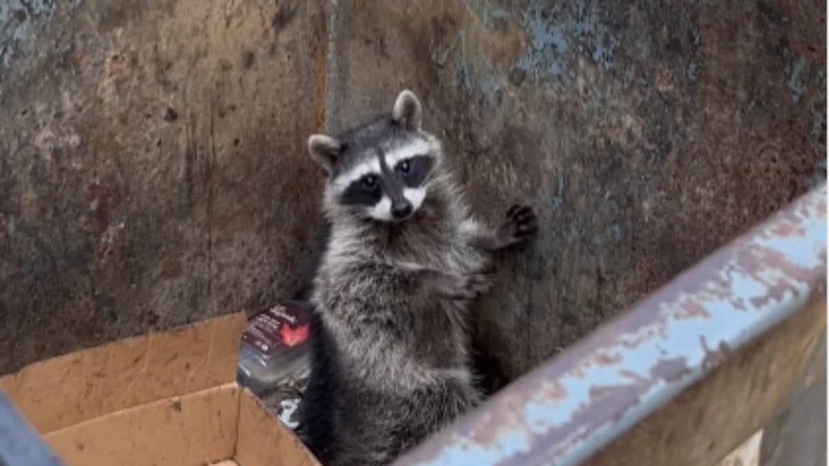 A raccoon in trouble asks the woman to help him escape from the dumpster