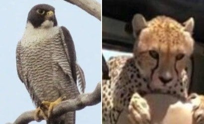 Falcão ou guepardo? Veja qual é o animal mais rápido do mundo