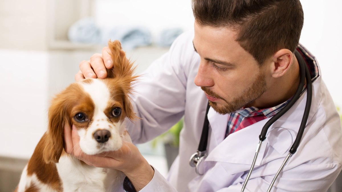 Levar o animal ao veterinário regularmente para fazer exames preventivos pode prolongar a vida dele 