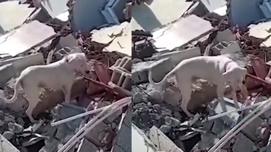 Cachorro tenta encontrar dono soterrado em escombros para entregar um pedaço de pão