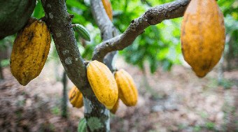 Embrapa%20firma%20parceria%20com%20multinacional%20para%20agricultura%20regenerativa%20no%20Brasil