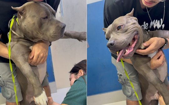 American Bully mantém 'sorrisão' na hora de tirar pontos